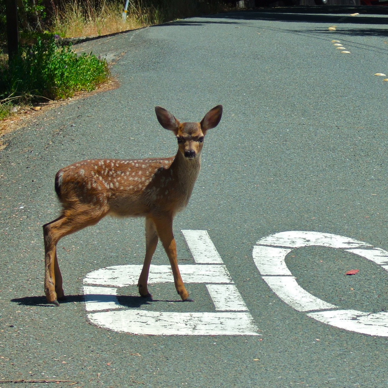 Deer in the Road photo