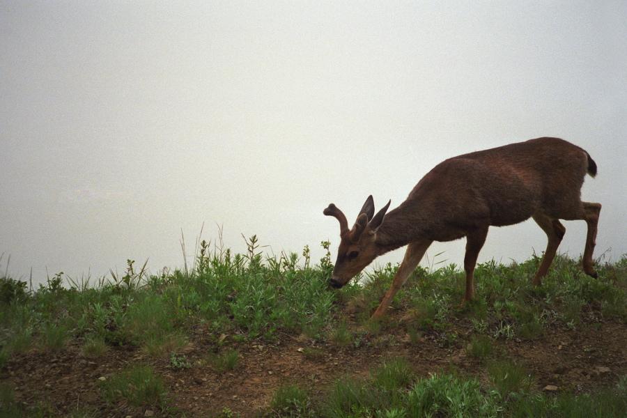 Deer in the Garden photo