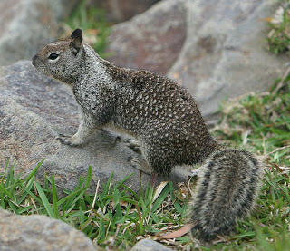 Ground Squirrel photo