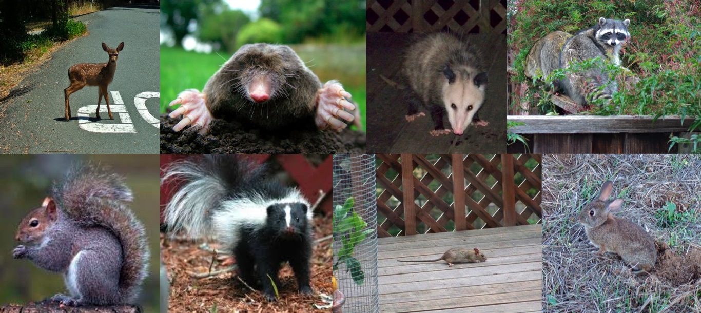 Creative Critter Solutions main page photo