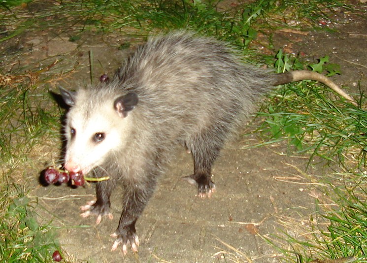 Opossum photo