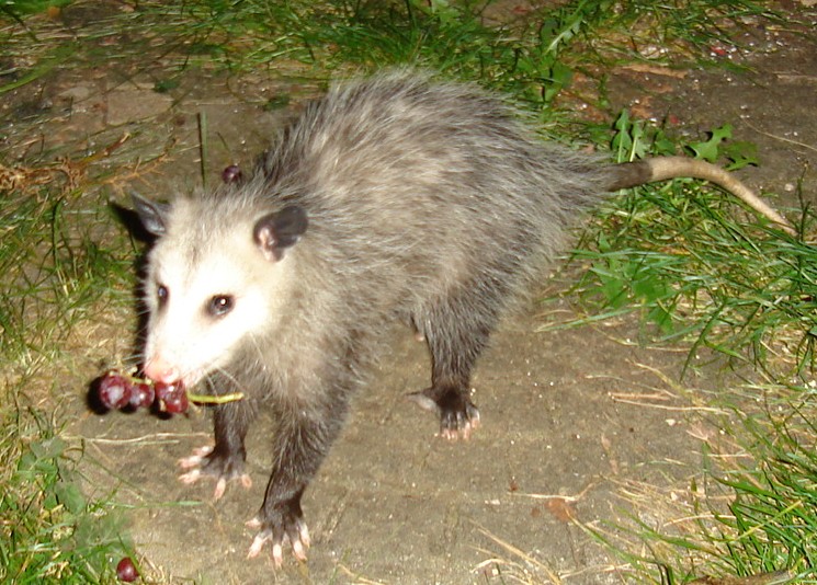 do opossums climb fences