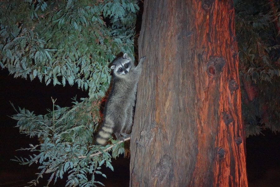 Raccoon photo