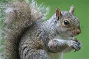 Tree Squirrel photo